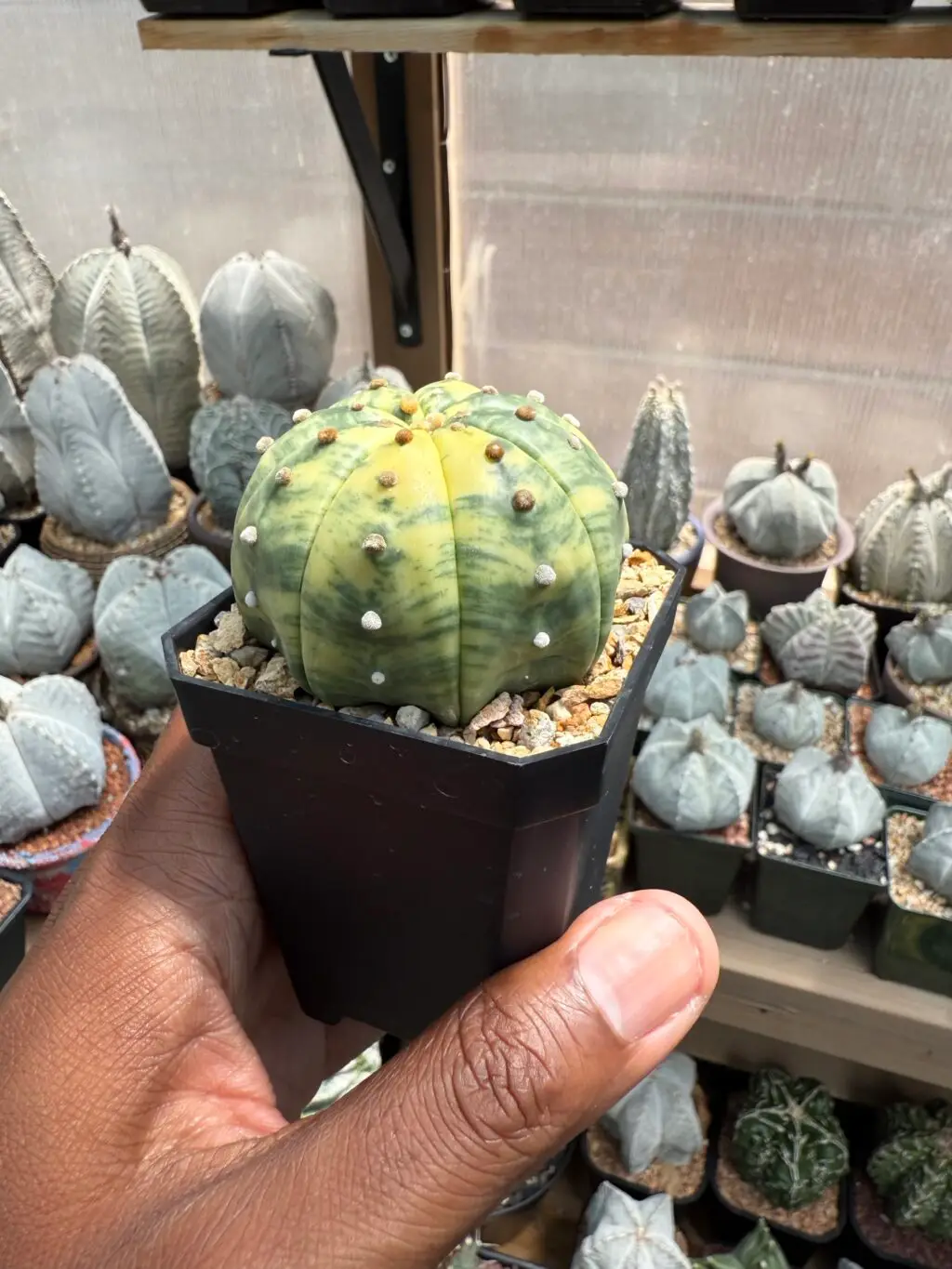 Astrophytum asterias Variegated - Image 2