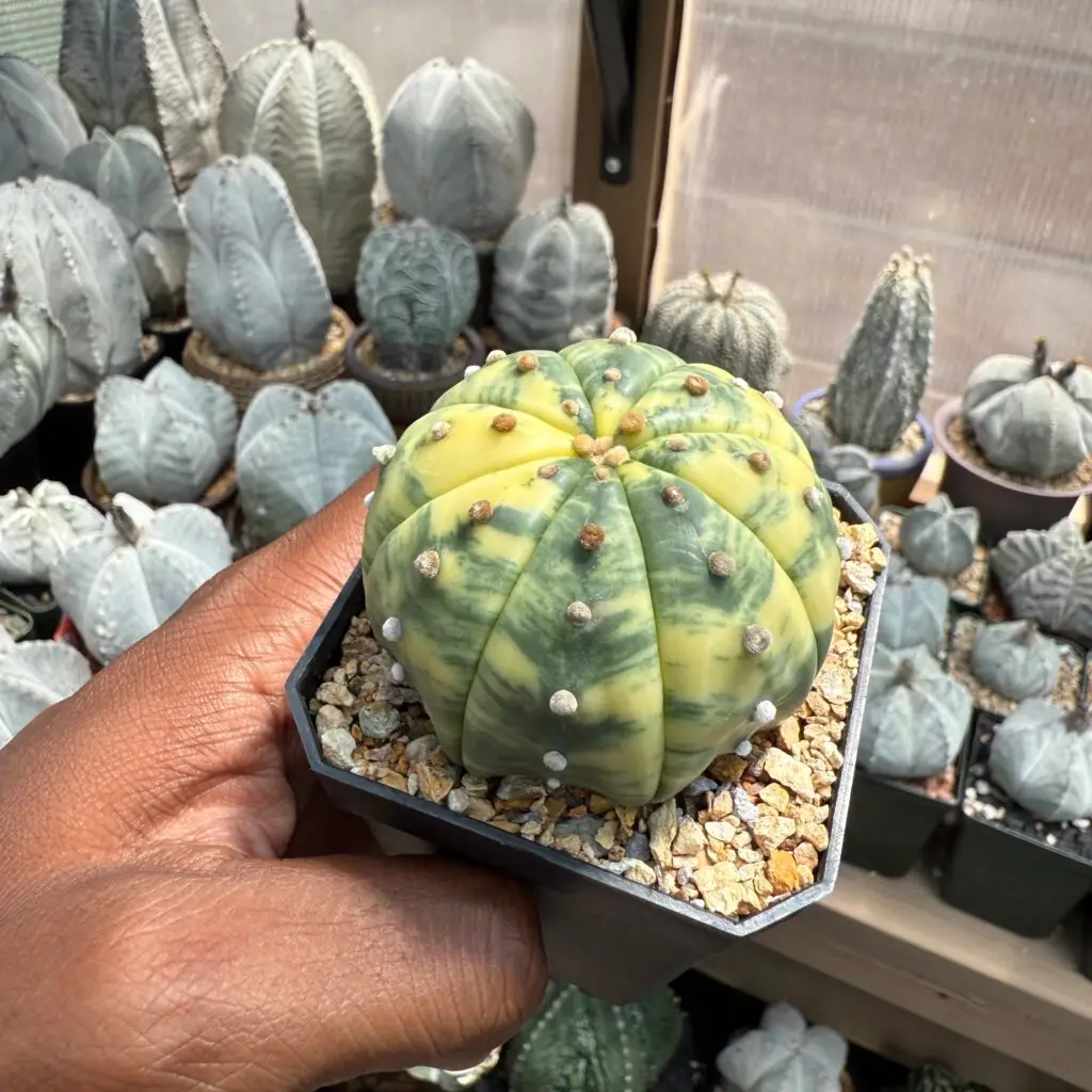 Astrophytum asterias Variegated