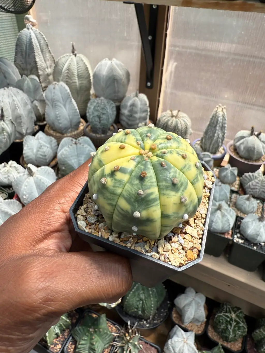 Astrophytum asterias Variegated