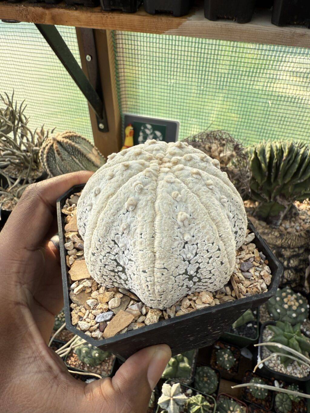 Astrophytum asterias cv. Superkabuto “Snow” Star Shape - Image 3