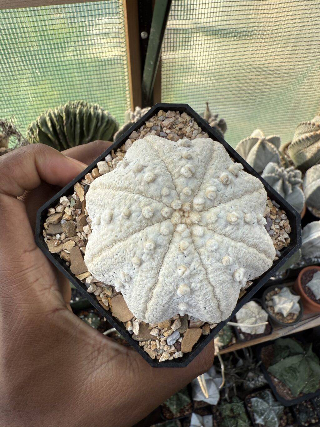 Astrophytum asterias cv. Superkabuto “Snow” Star Shape - Image 5