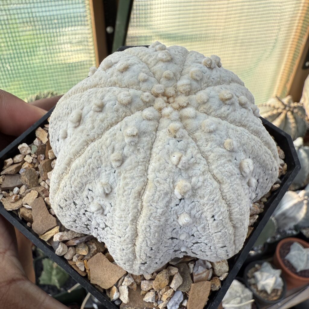 Astrophytum asterias cv. Superkabuto “Snow” Star Shape