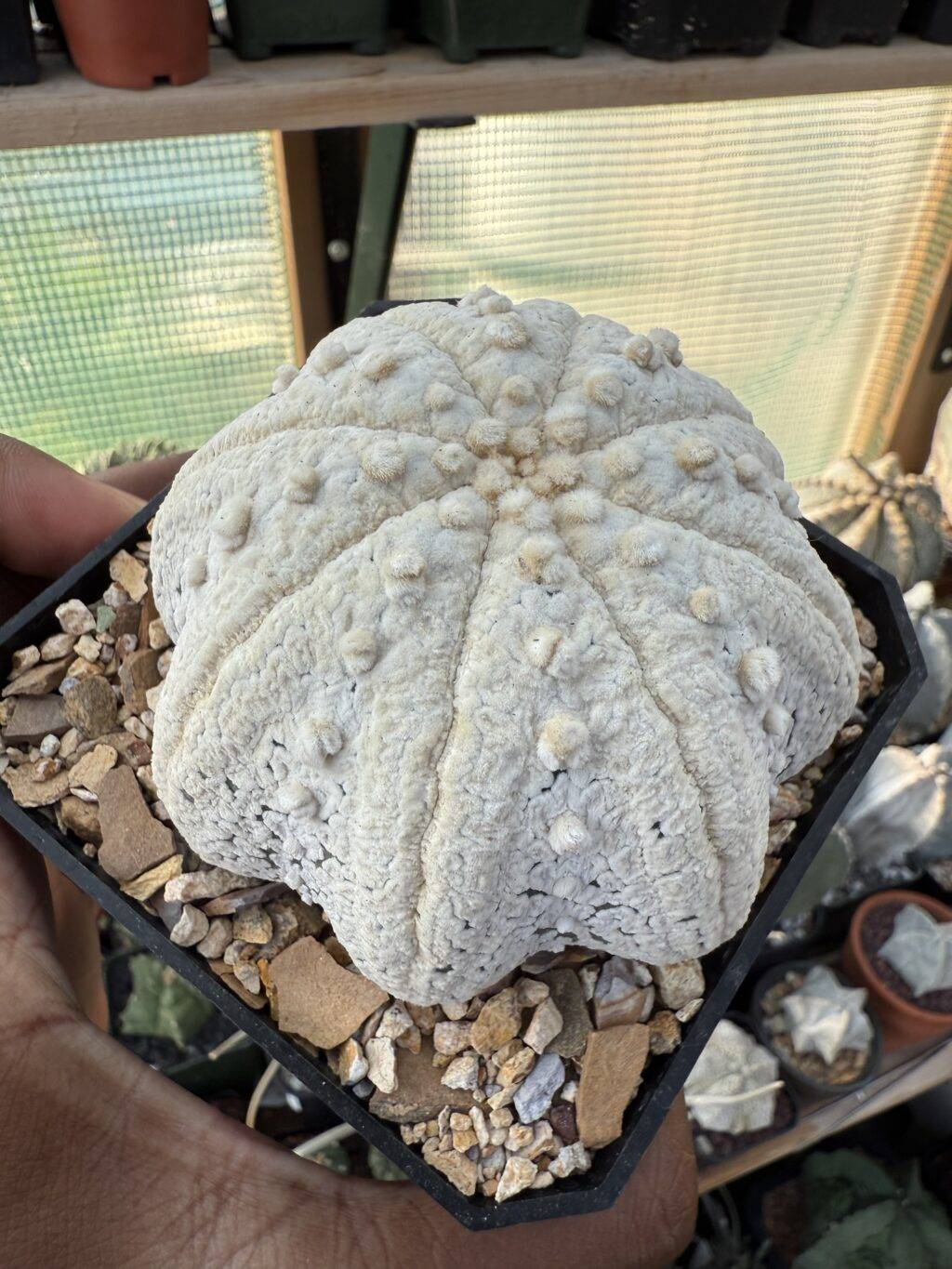 Astrophytum asterias cv. Superkabuto “Snow” Star Shape