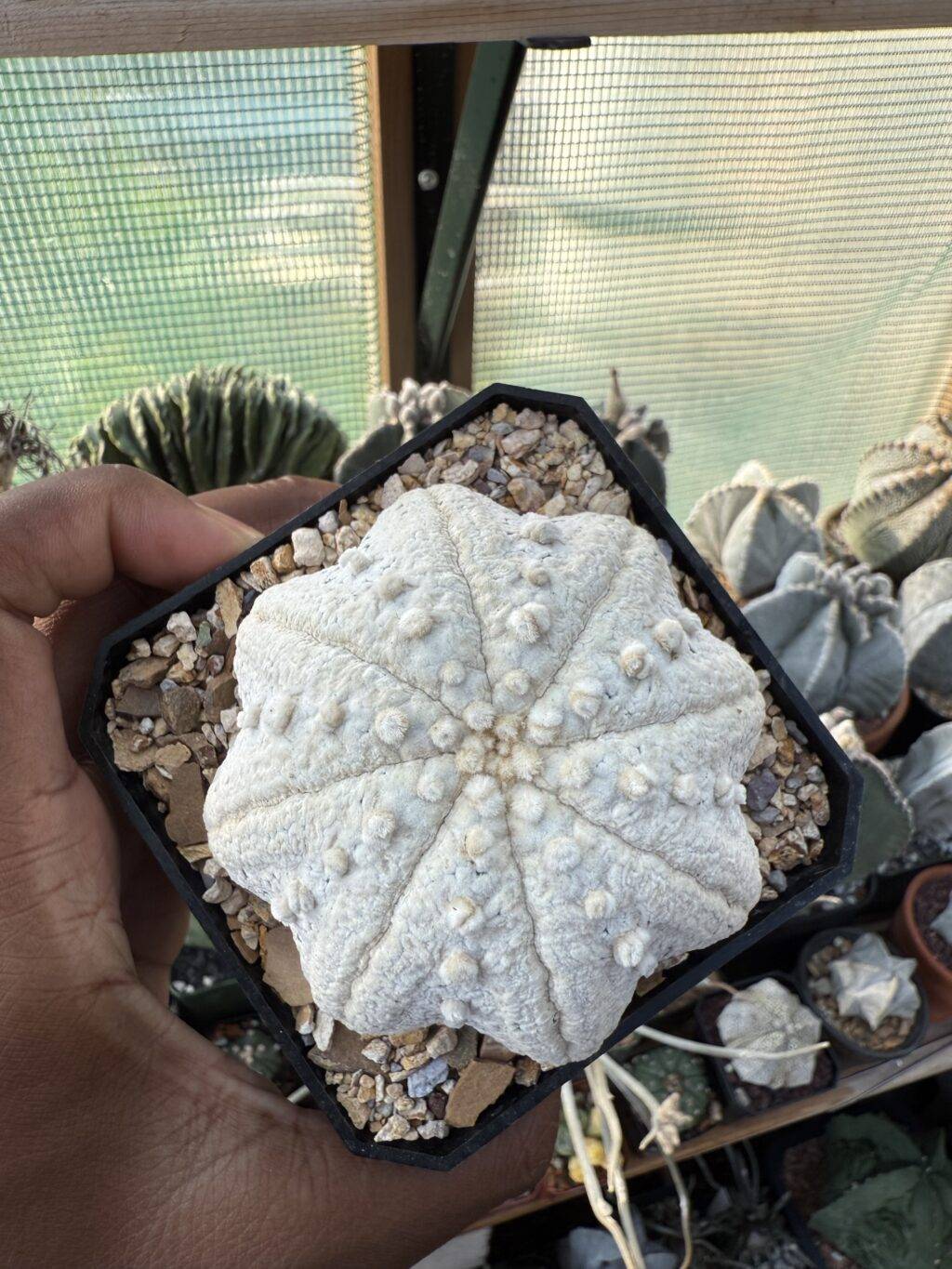 Astrophytum asterias cv. Superkabuto “Snow” Star Shape - Image 4