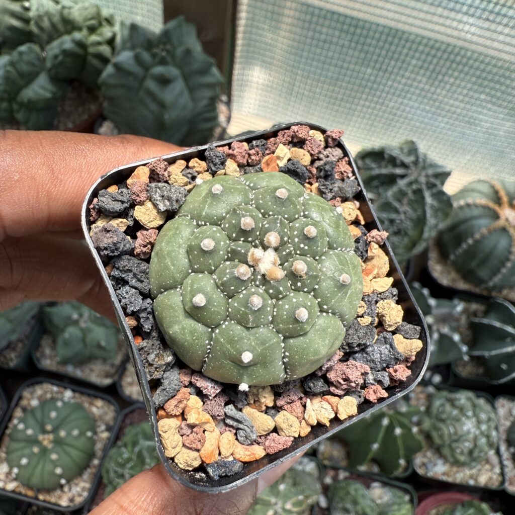 Astrophytum asterias cv. Kikko