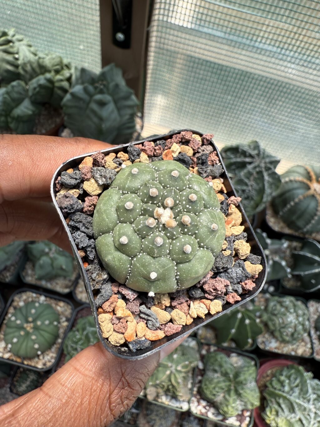 Astrophytum asterias cv. Kikko