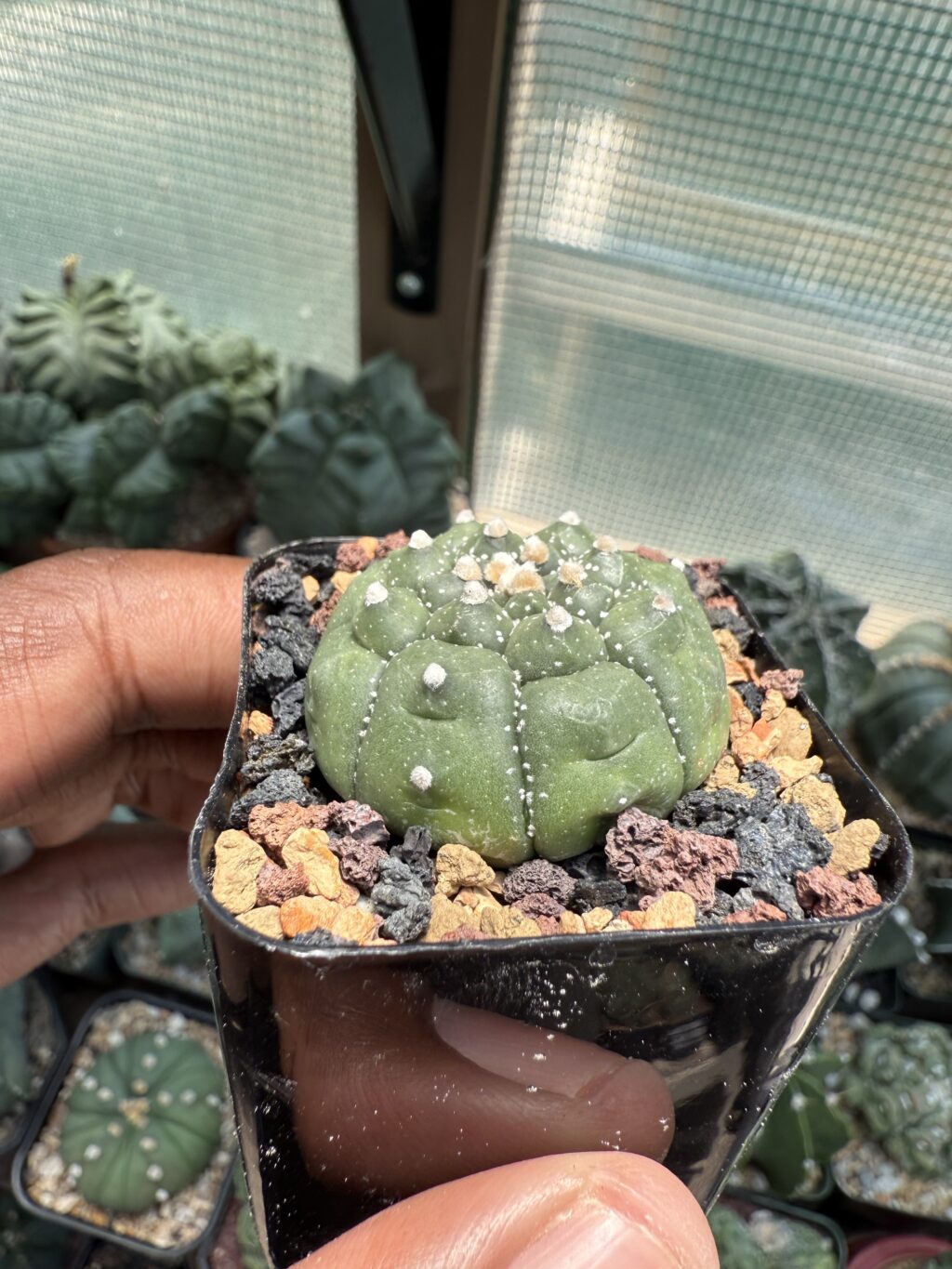 Astrophytum asterias cv. Kikko - Image 2