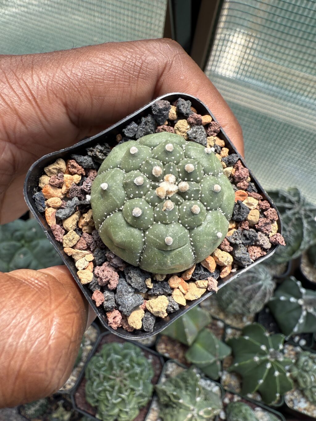 Astrophytum asterias cv. Kikko - Image 3
