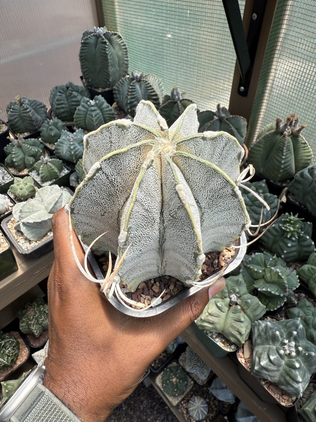 Astrophytum capricorne - Image 3
