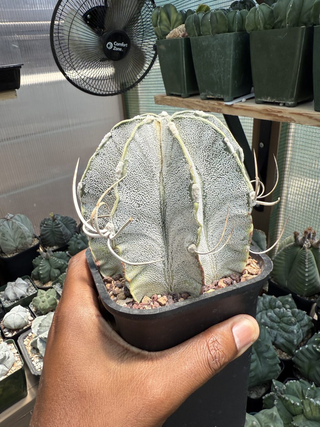 Astrophytum capricorne - Image 5