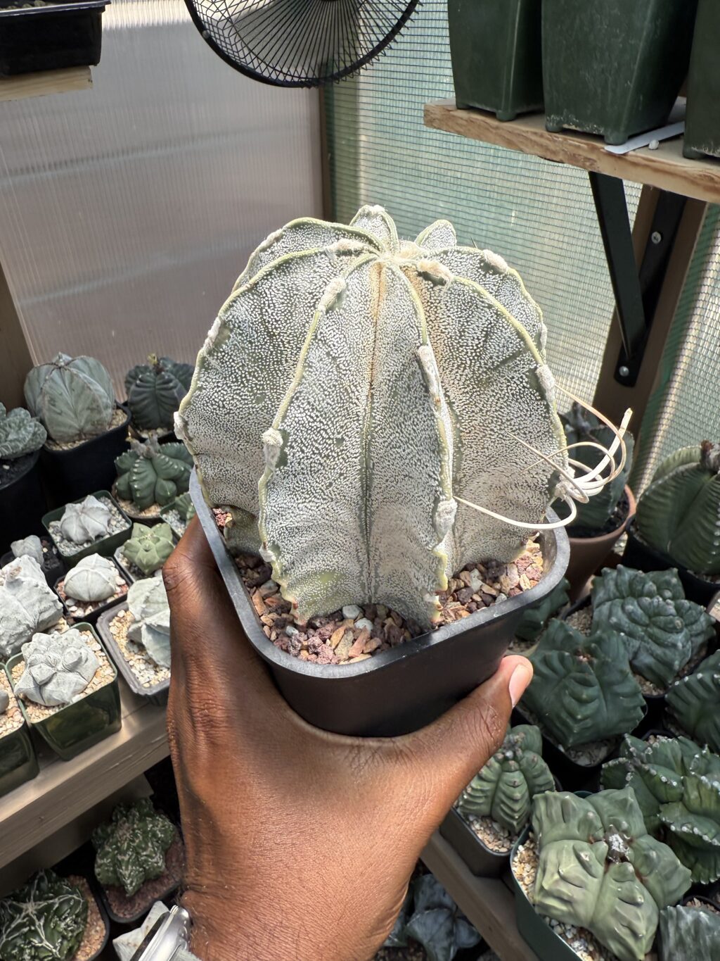 Astrophytum capricorne - Image 4