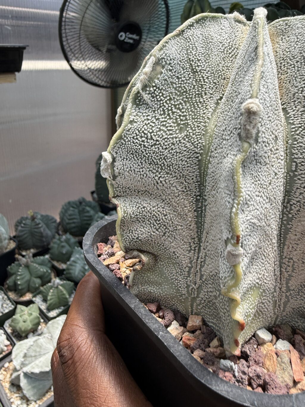 Astrophytum capricorne - Image 2