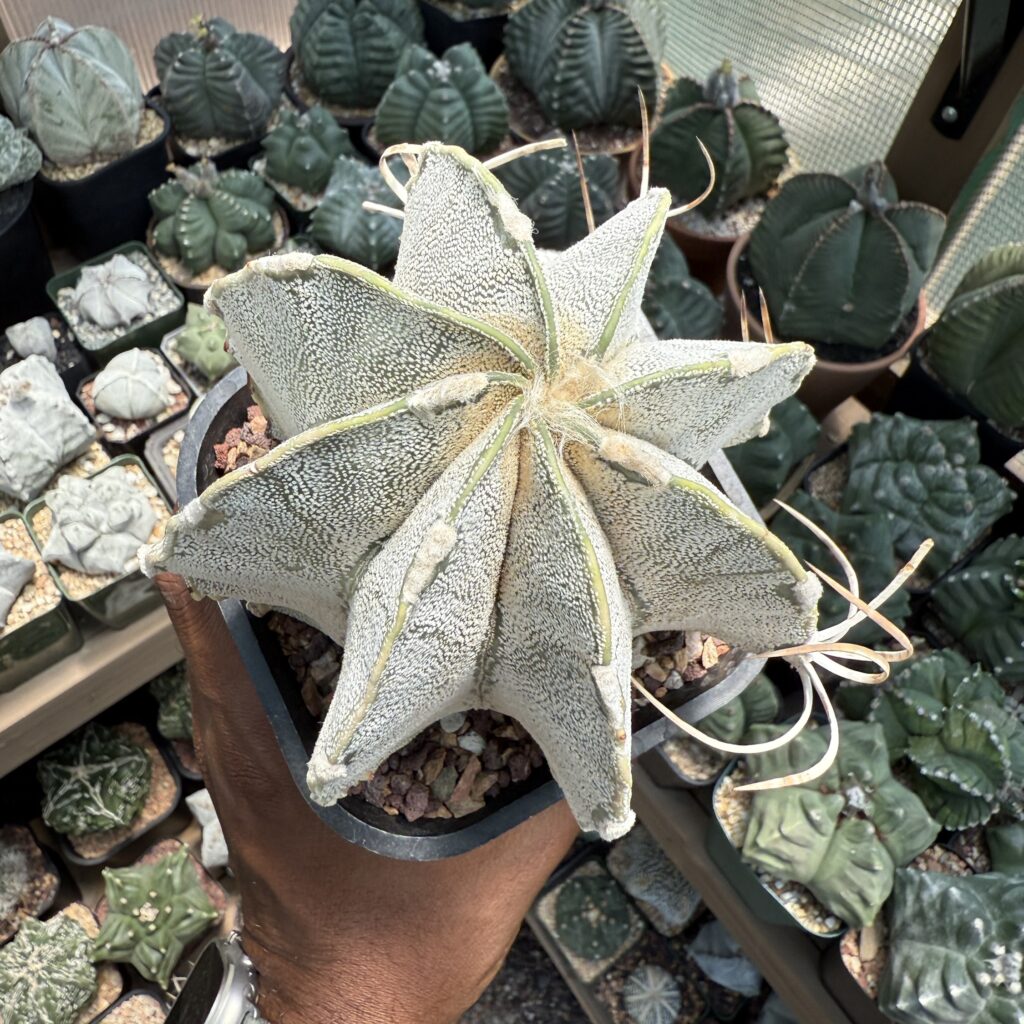 Astrophytum capricorne