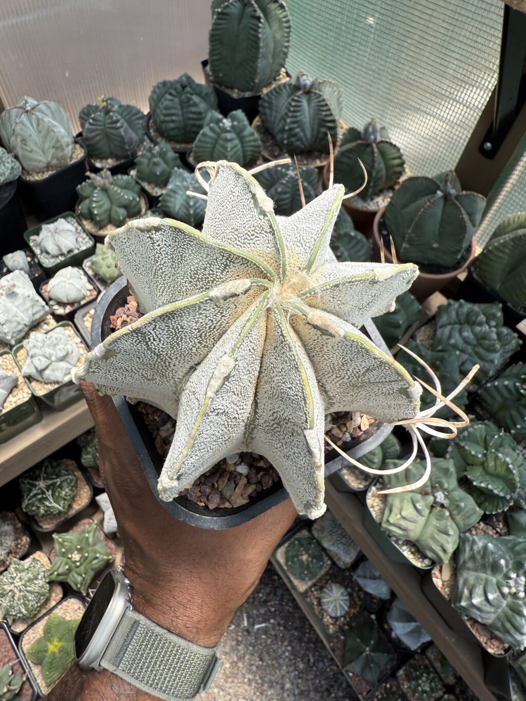 Astrophytum capricorne