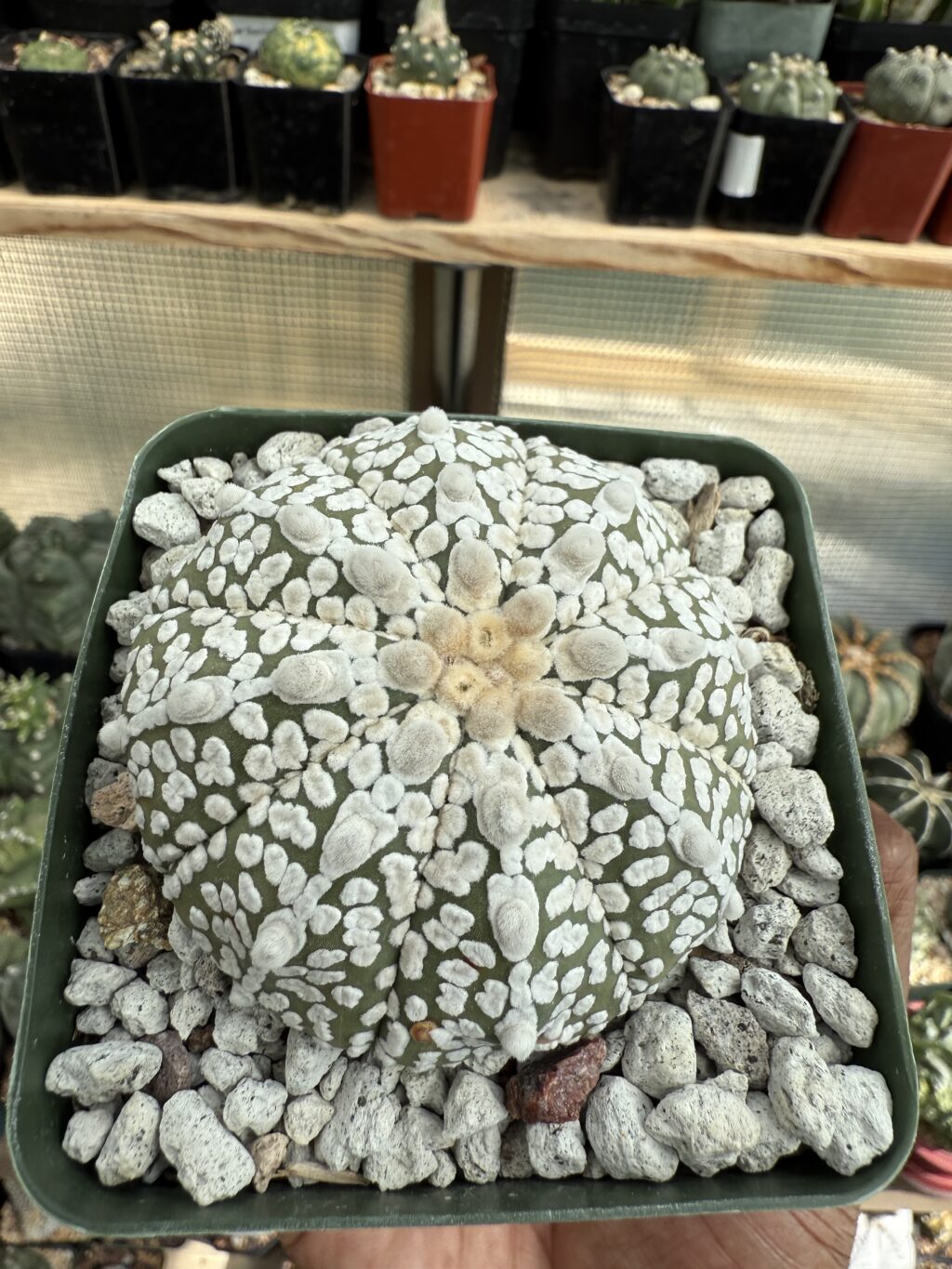 Astrophytum asterias cv. Superkabuto - Image 3