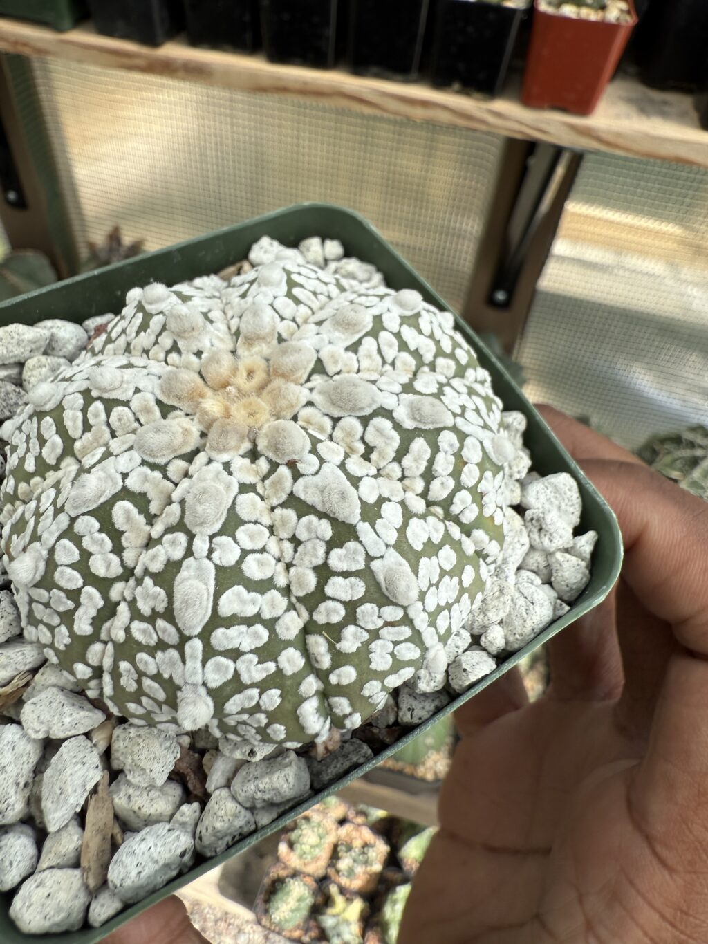 Astrophytum asterias cv. Superkabuto - Image 2