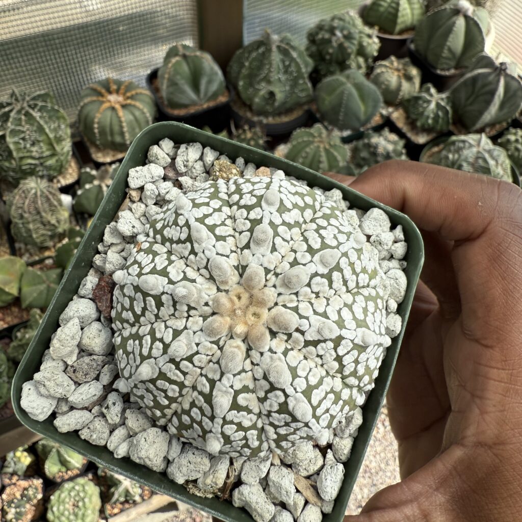Astrophytum asterias cv. Superkabuto
