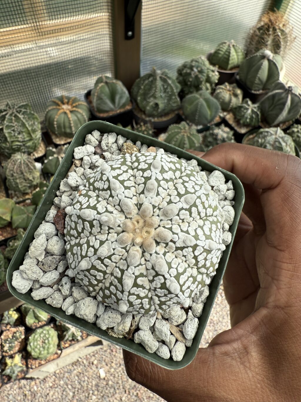 Astrophytum asterias cv. Superkabuto