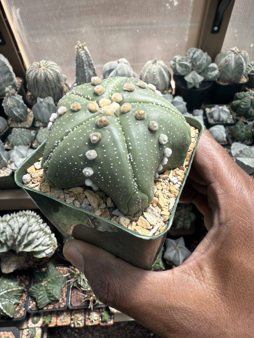 Astrophytum asterias Super "Star Shape" - Image 3