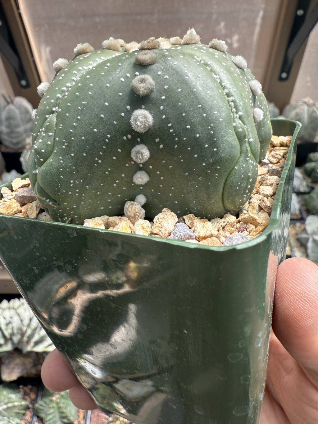 Astrophytum asterias Super "Star Shape" - Image 2