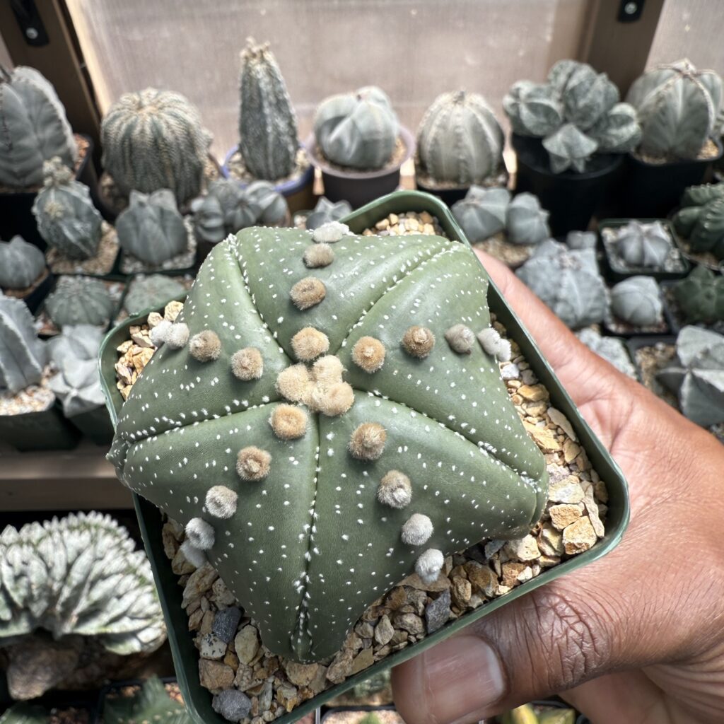 Astrophytum asterias Super "Star Shape"