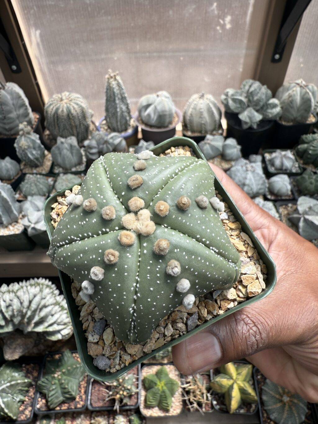 Astrophytum asterias Super "Star Shape"