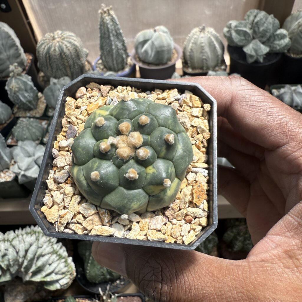 Astrophytum asterias cv. Kikko Variegated