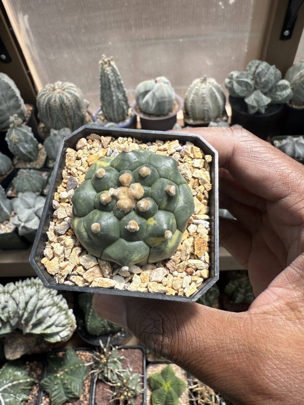 Astrophytum asterias cv. Kikko Variegated