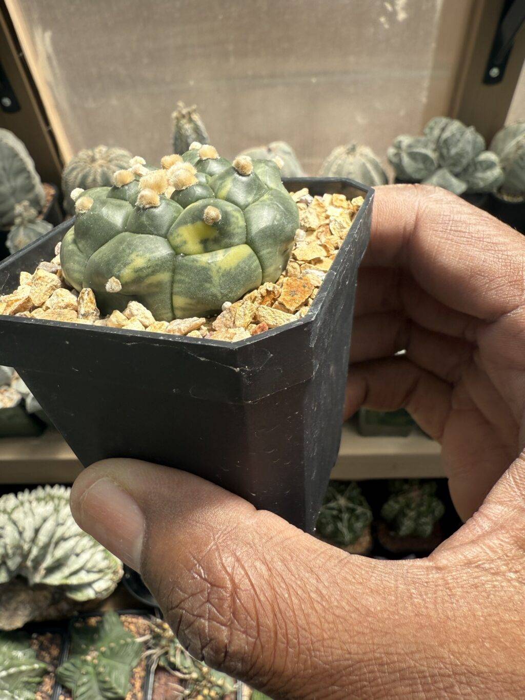 Astrophytum asterias cv. Kikko Variegated - Image 2