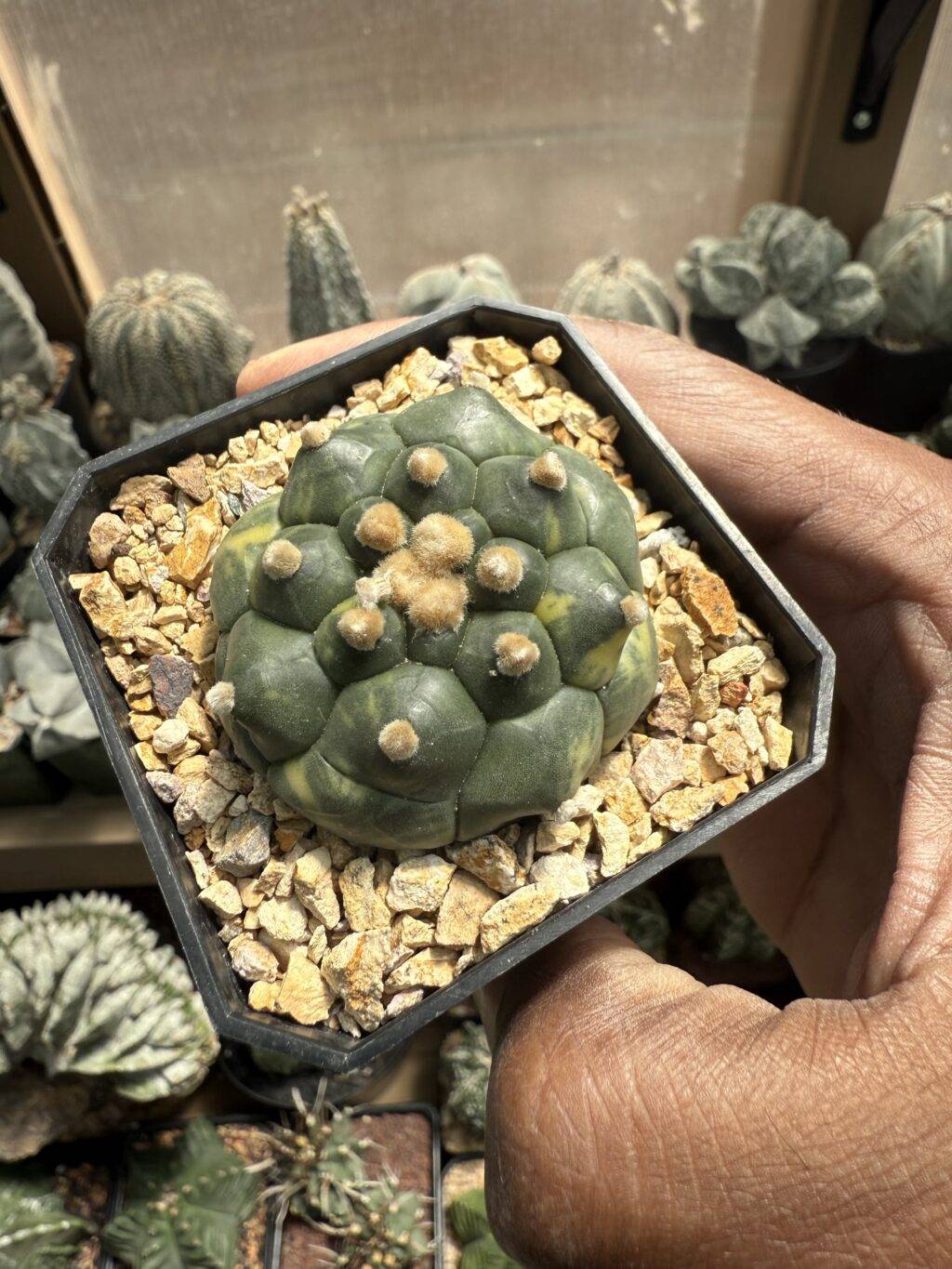 Astrophytum asterias cv. Kikko Variegated - Image 3