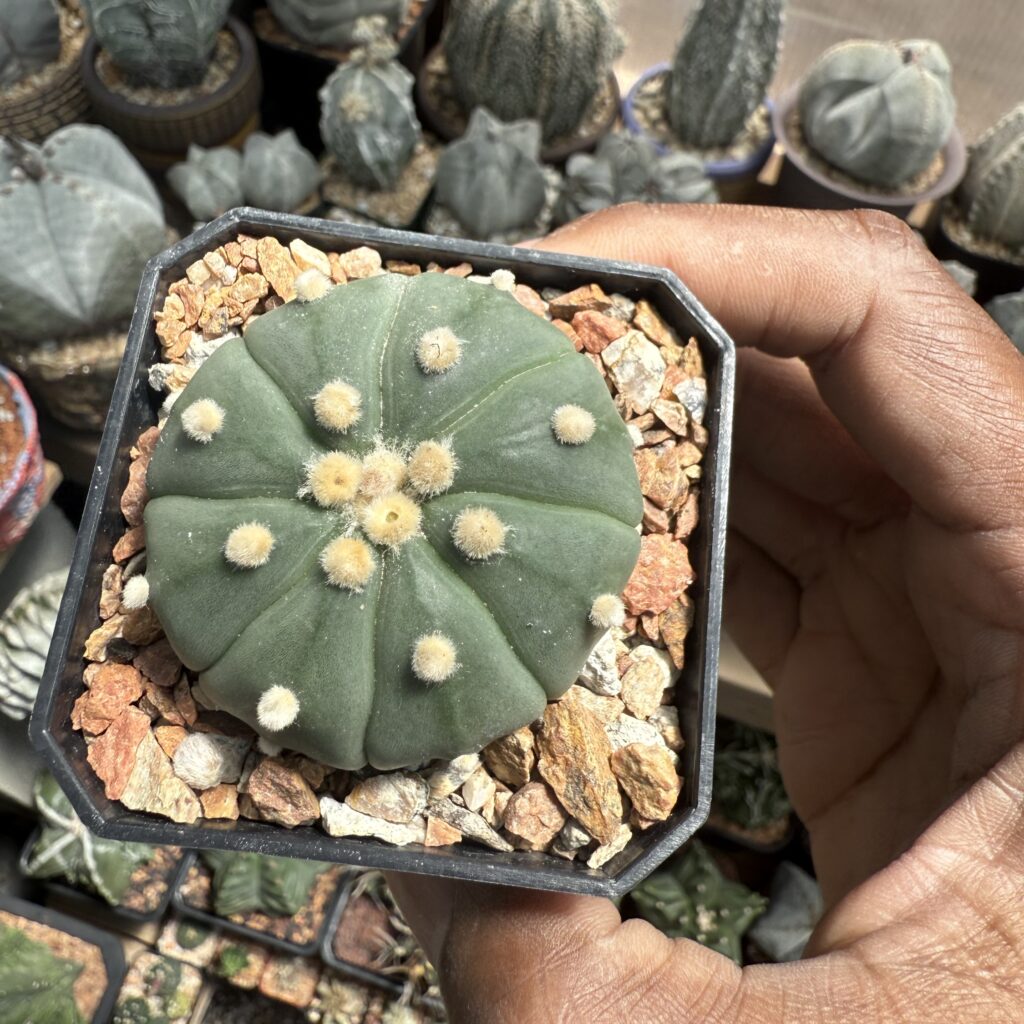 Astrophytum asterias