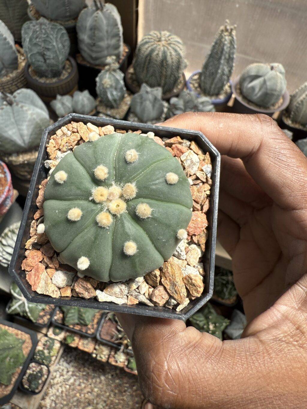 Astrophytum asterias