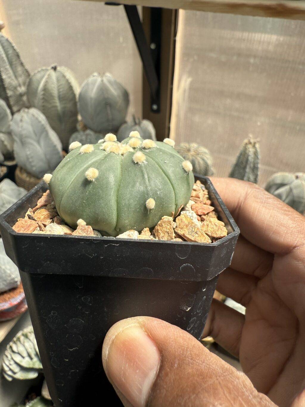 Astrophytum asterias - Image 2