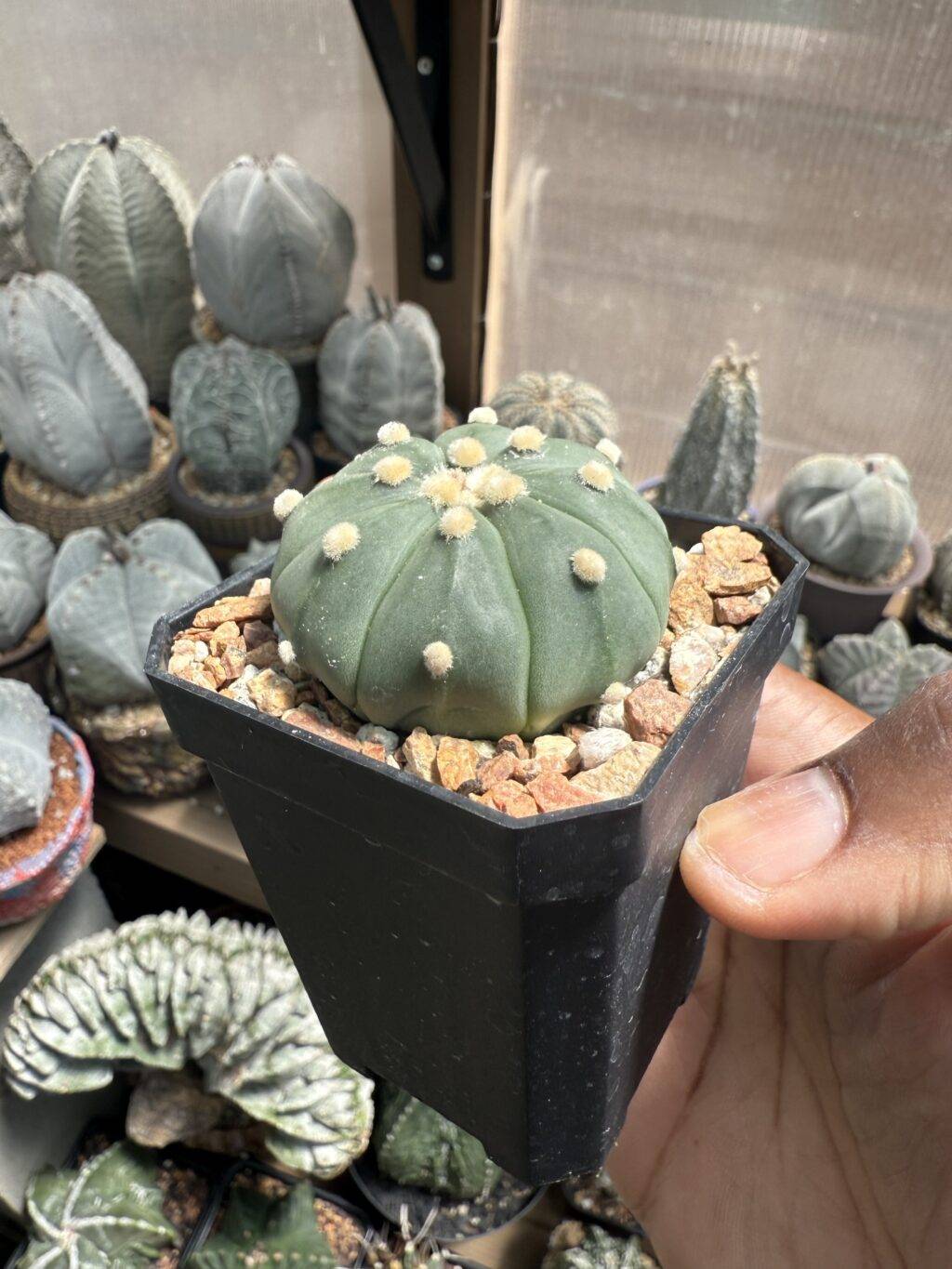 Astrophytum asterias - Image 3