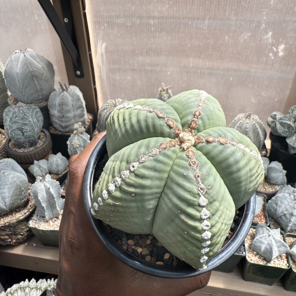 Astrophytum myriostigma var. strongylogonum