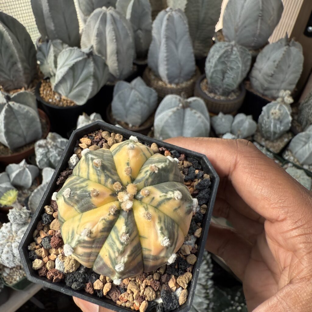 Astrophytum asterias Variegated