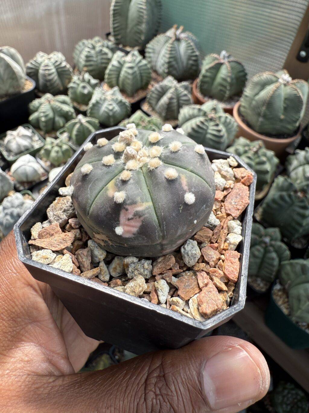 Astrophytum asterias Variegated - Image 2