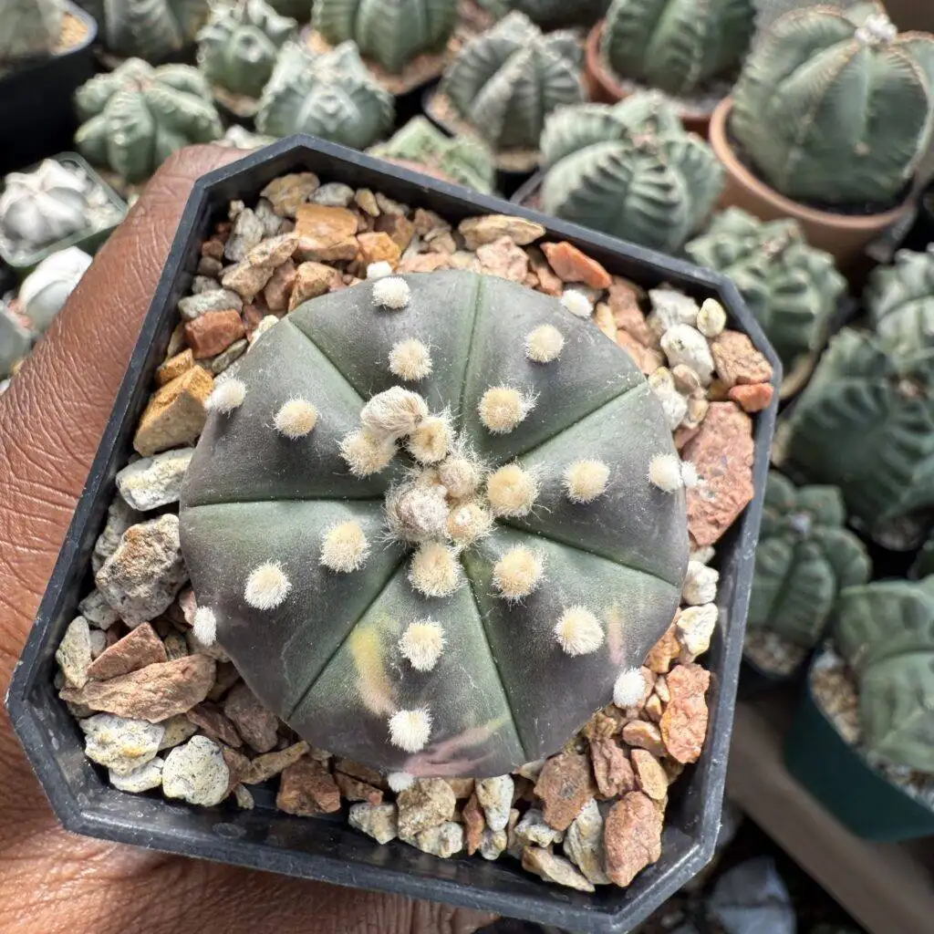 Astrophytum asterias Variegated