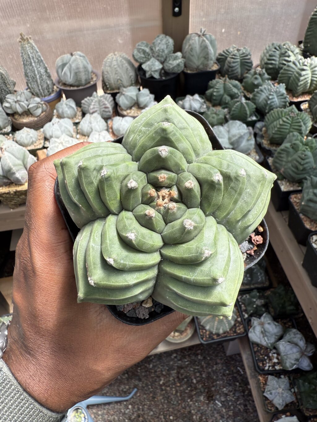 Astrophytum myriostigma cv. Kikko - Image 4