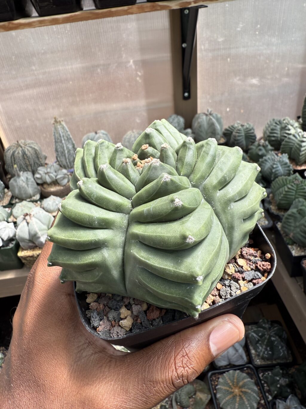 Astrophytum myriostigma cv. Kikko