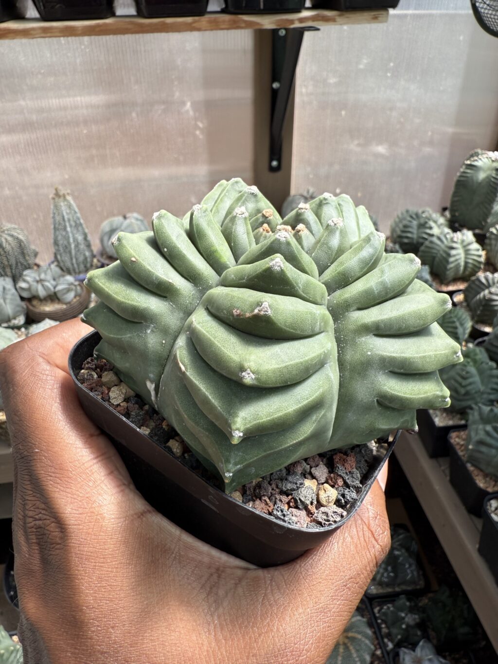 Astrophytum myriostigma cv. Kikko - Image 2