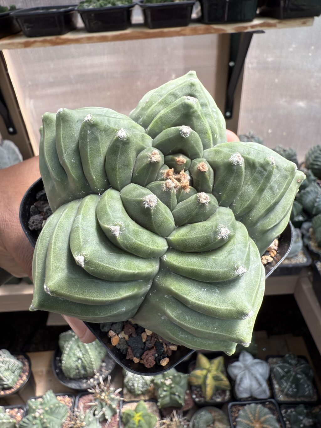 Astrophytum myriostigma cv. Kikko - Image 3