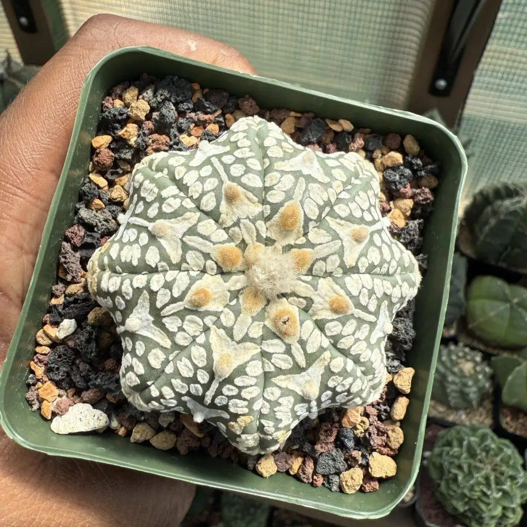 Astrophytum asterias cv. Superkabuto V-Type Star Shape
