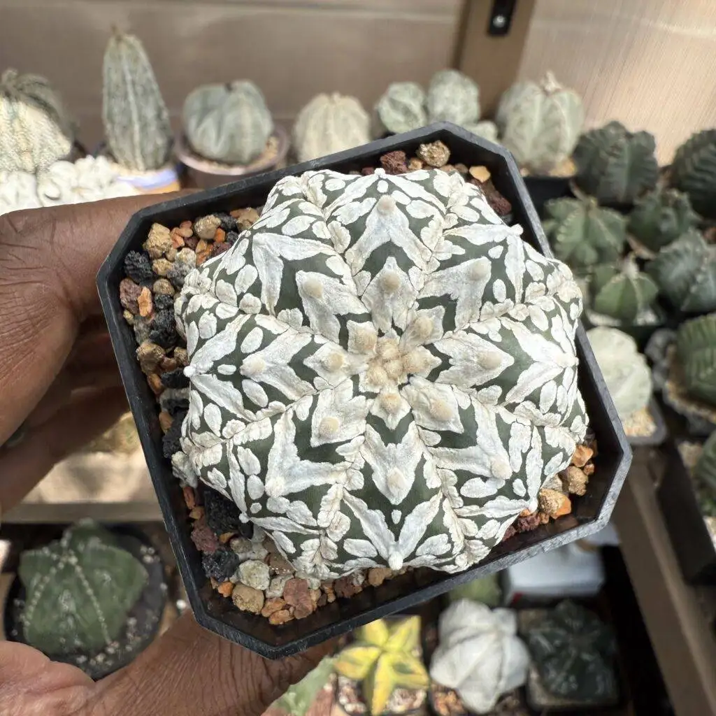 Astrophytum asterias cv. Superkabuto V-Type Star Shape
