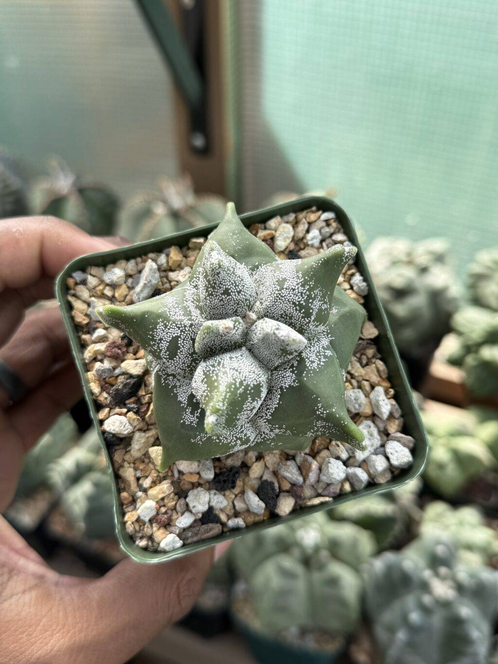 Astrophytum myriostigma cv. "Super" Kikko - Image 2