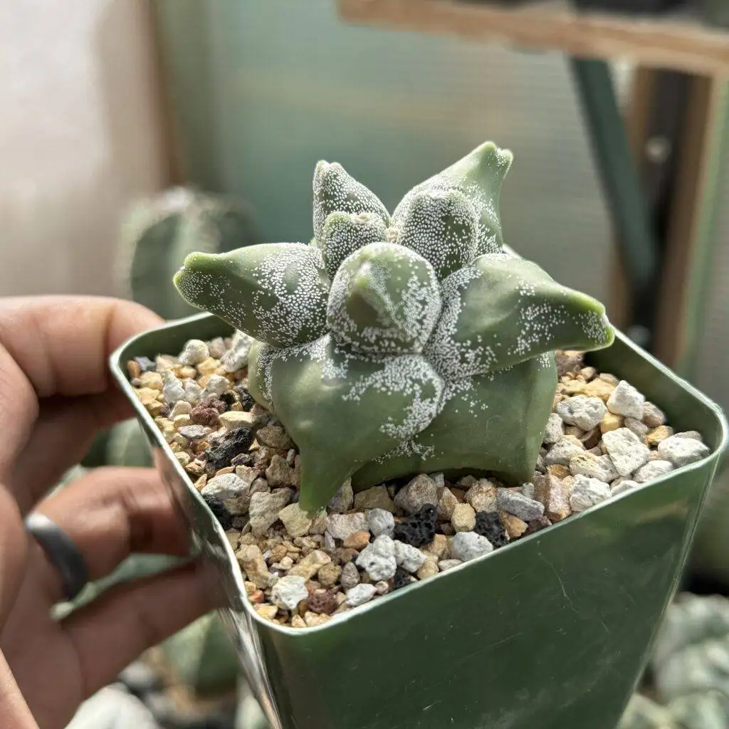 Astrophytum myriostigma cv. "Super" Kikko