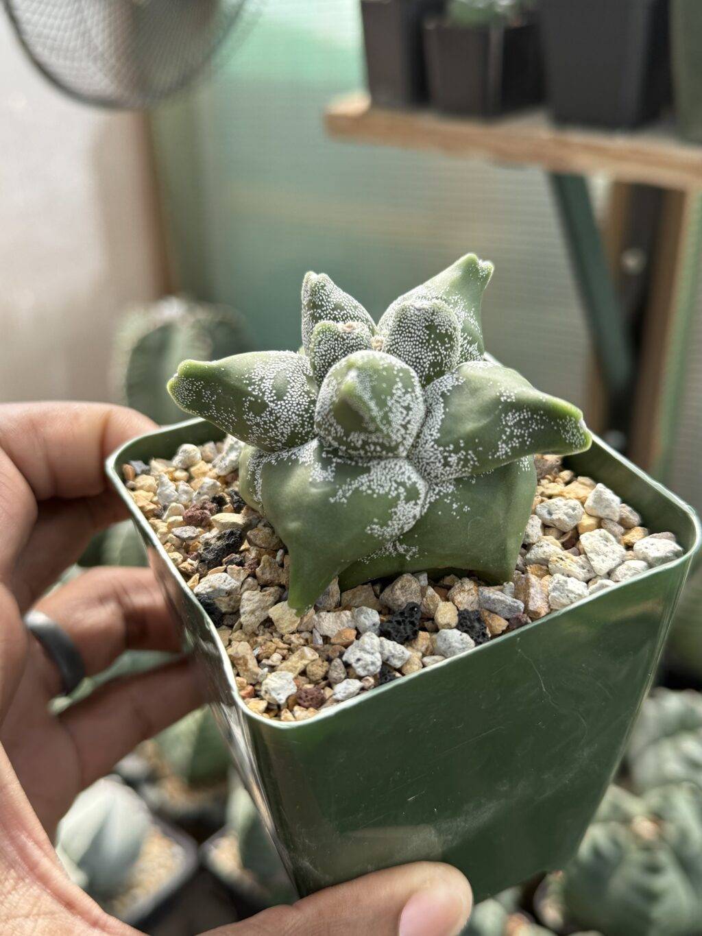 Astrophytum myriostigma cv. "Super" Kikko