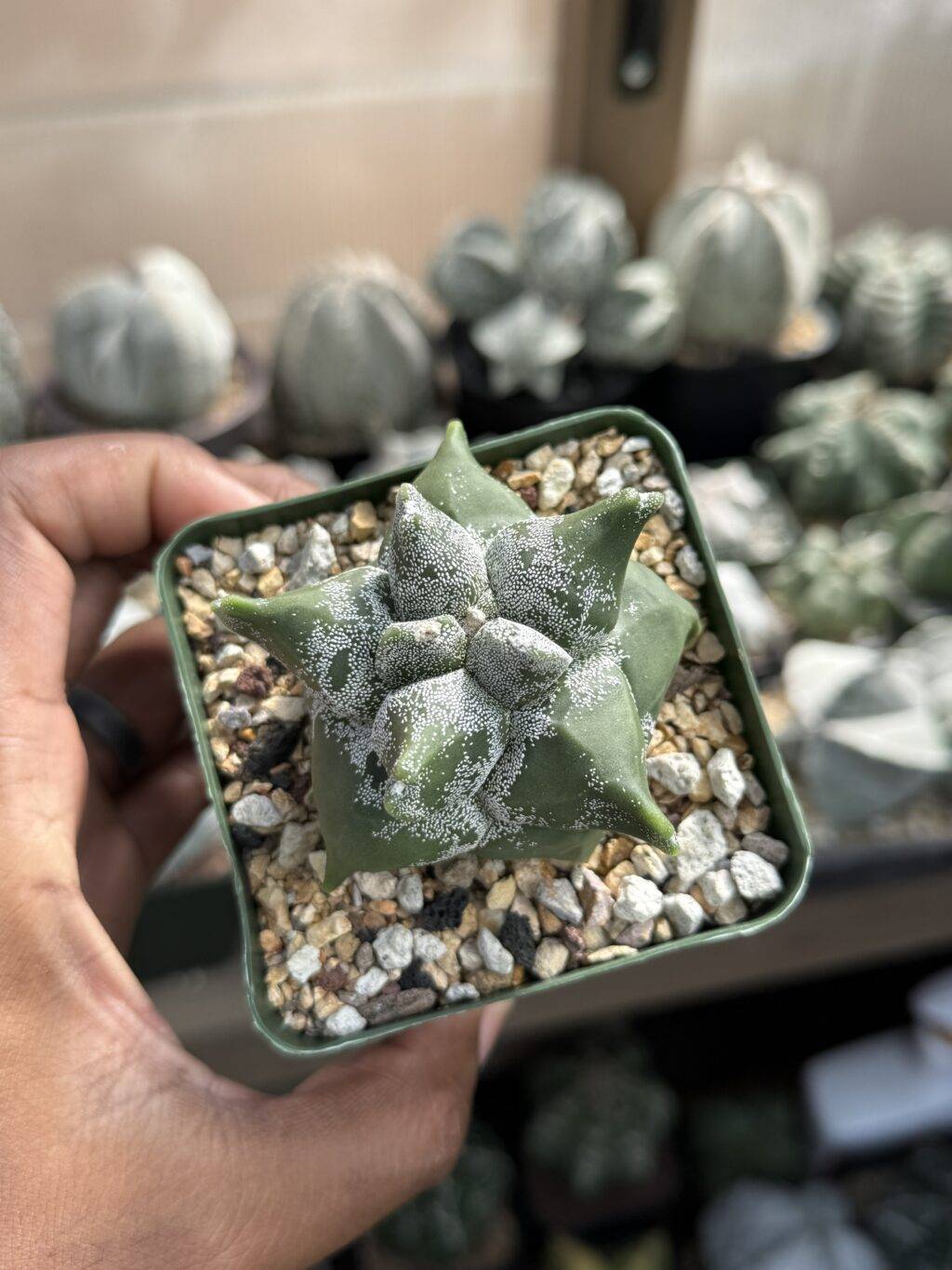 Astrophytum myriostigma cv. "Super" Kikko - Image 3