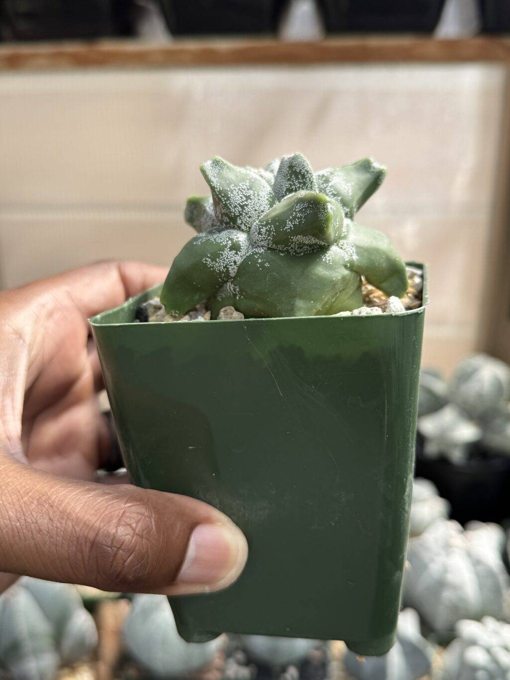Astrophytum myriostigma cv. "Super" Kikko - Image 4