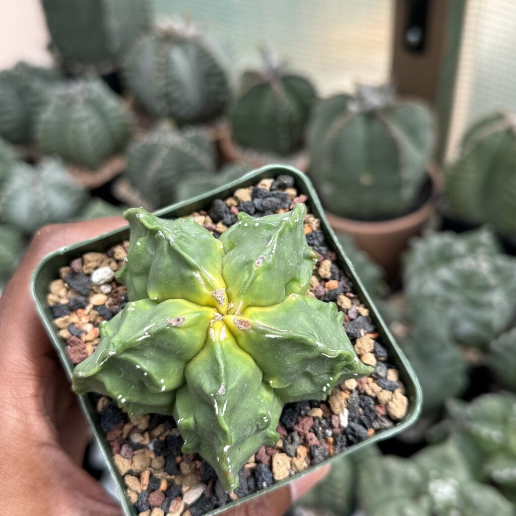 Astrophytum myriostigma cv. Fukuryu Kohyo